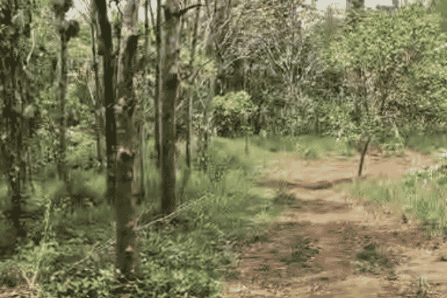 2 Acre Rubber Plantation in Kaniyaram, Mananthavady